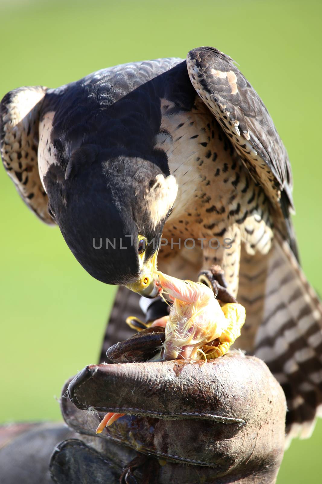 hawk on the falconer gloves and eating meat