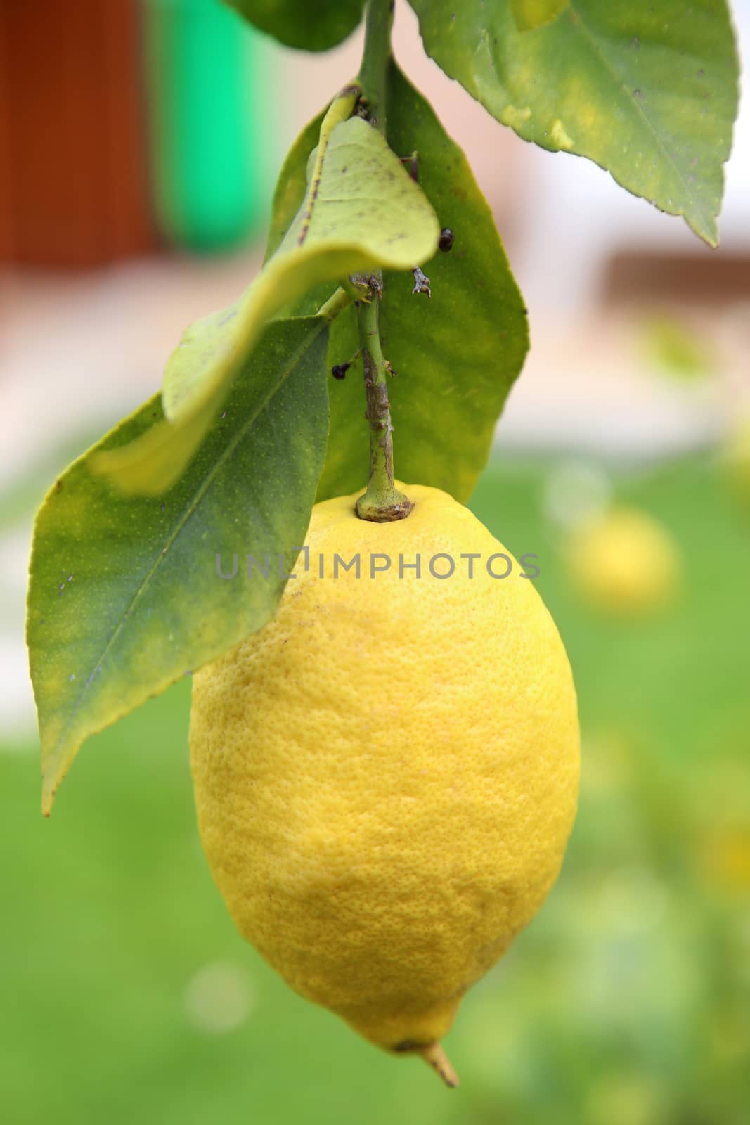 Lemon with foliage in closeup by vladacanon