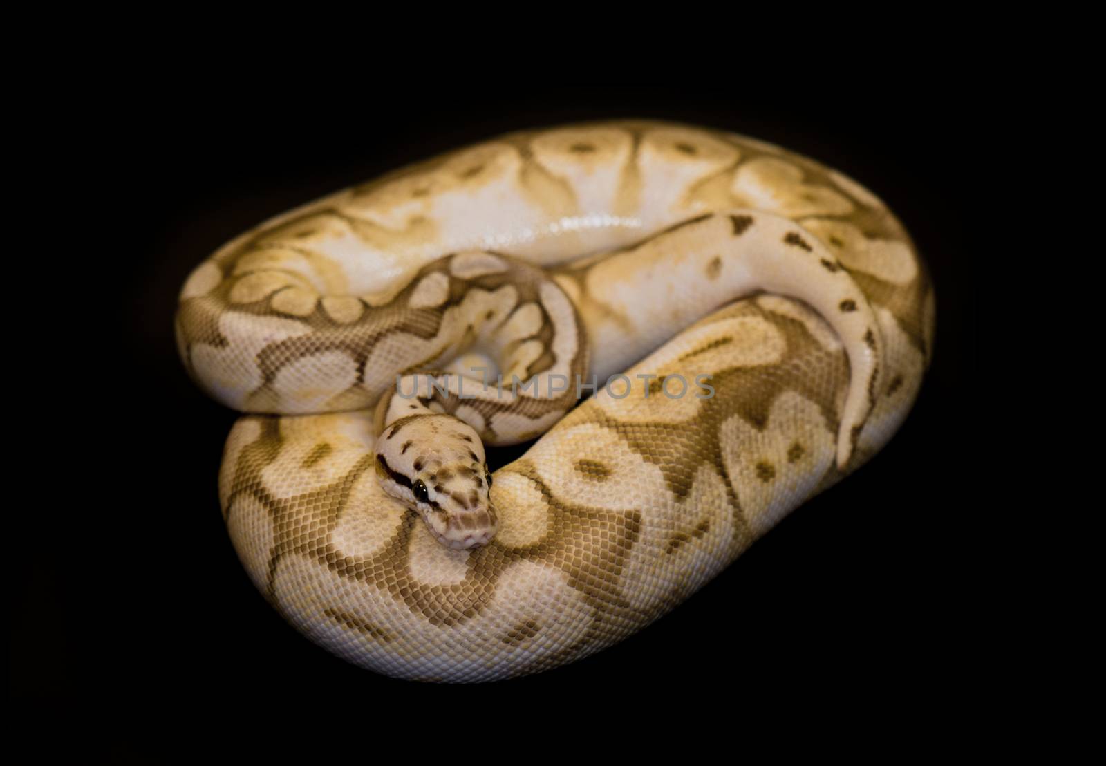 Ball Python isolated on black by rgbspace