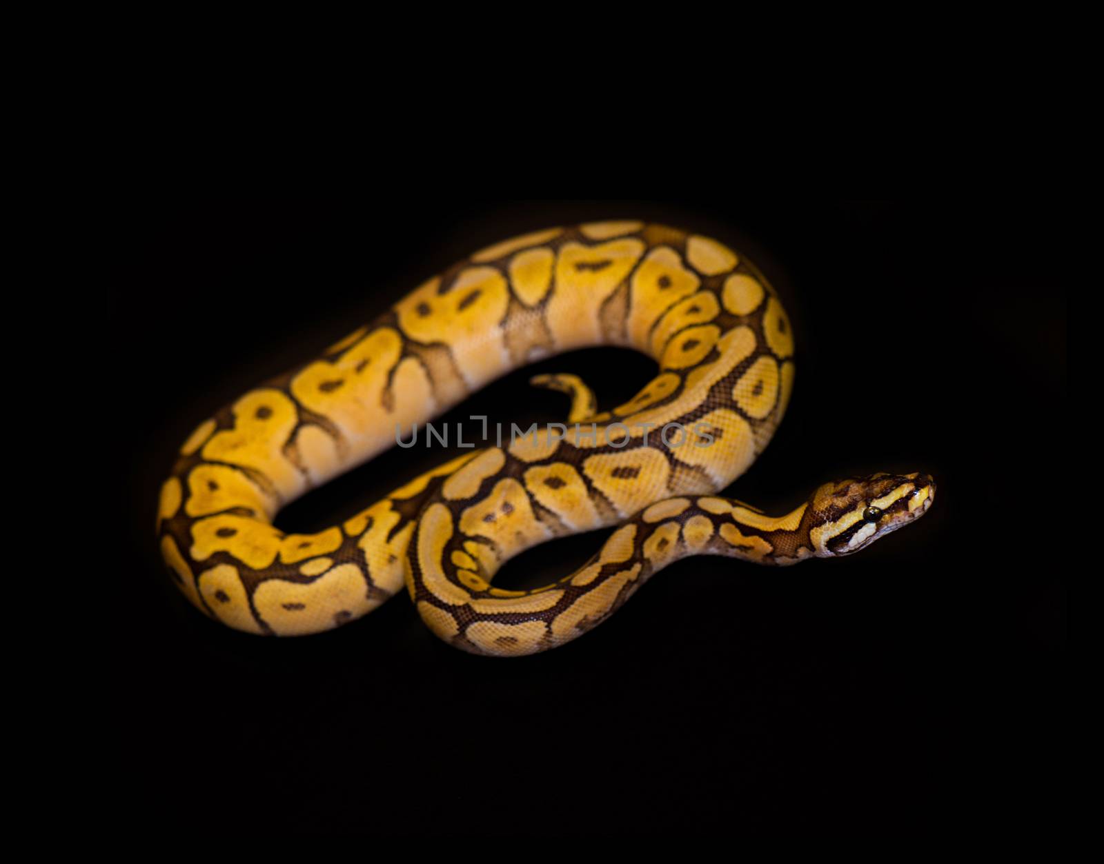 Ball Python isolated on black by rgbspace