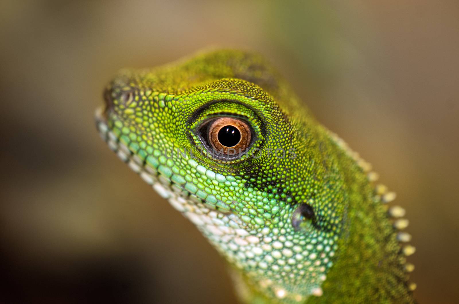 Close up detail of a green water dragon eye