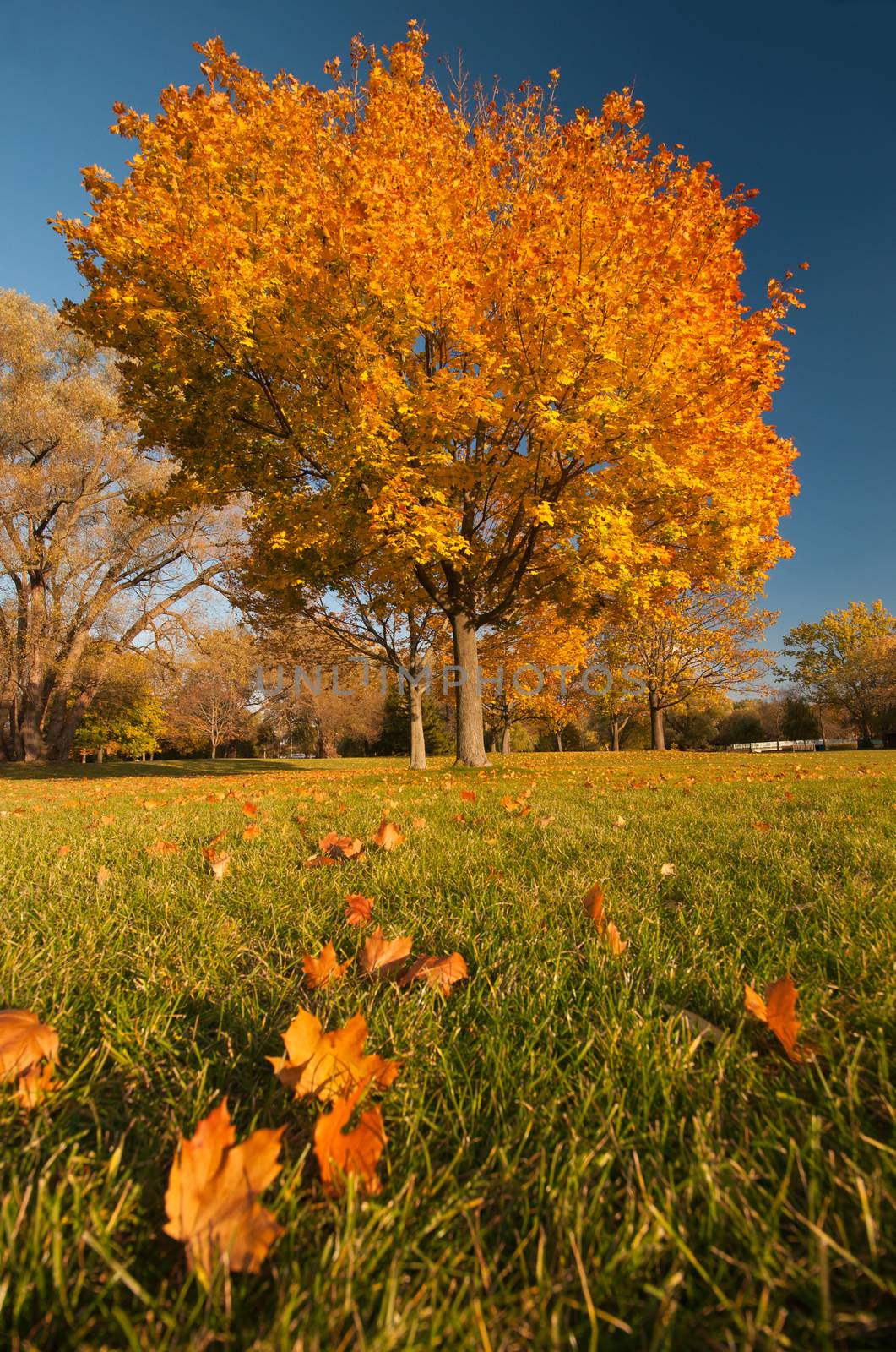 Maple tree on fall season by rgbspace