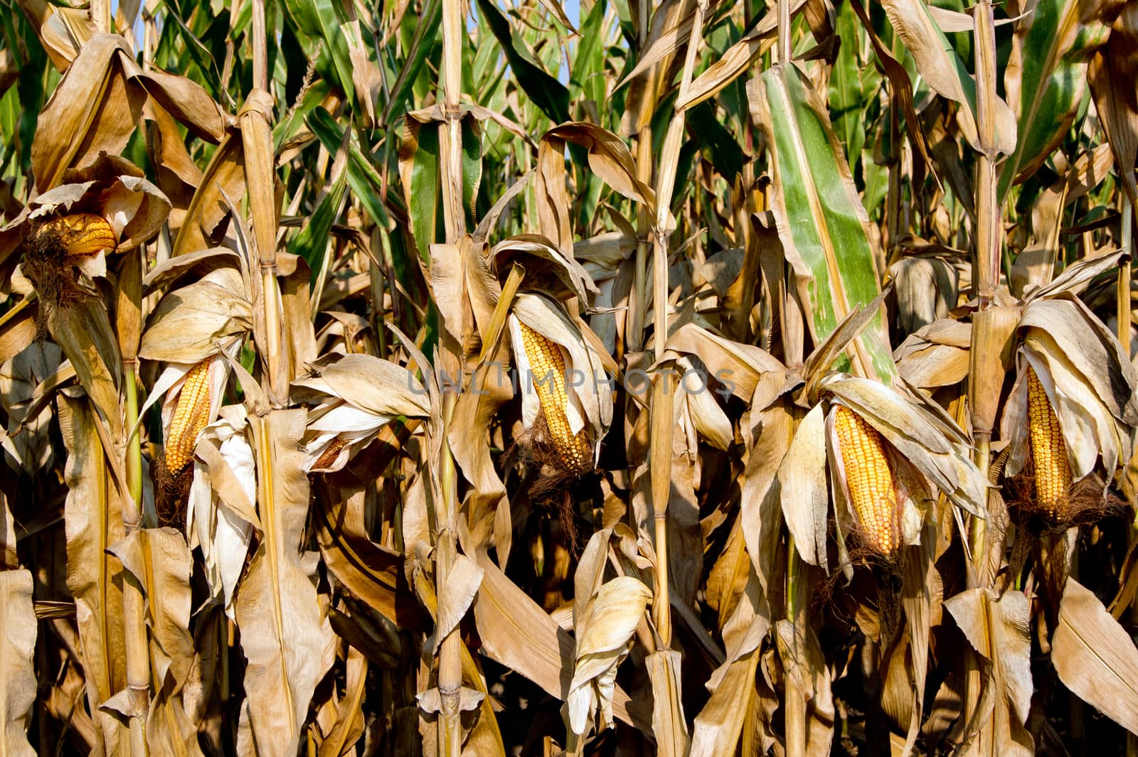 Prior to harvest corn on the cob.