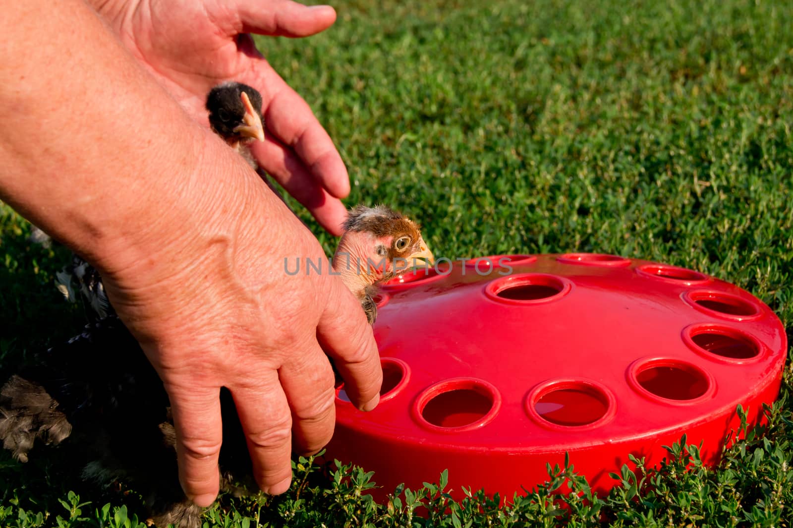 The chicks, the tame drinkers can be set manually.