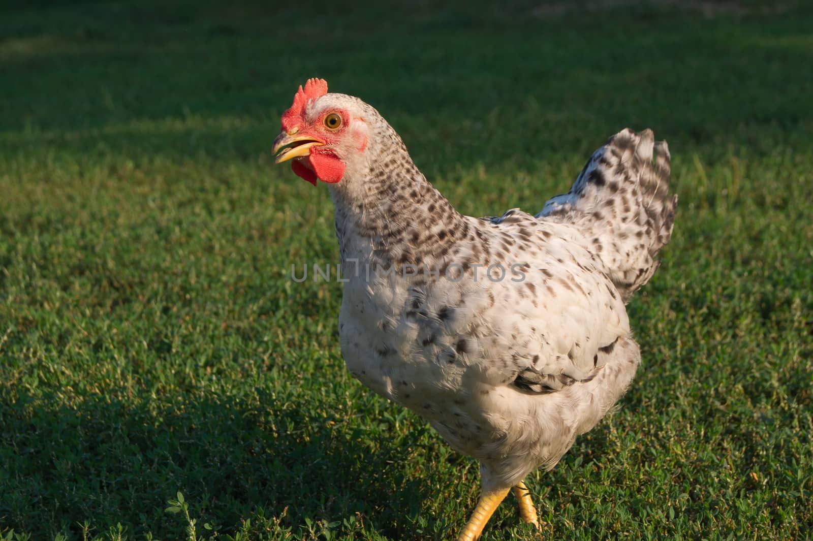 The young hen in the yard.