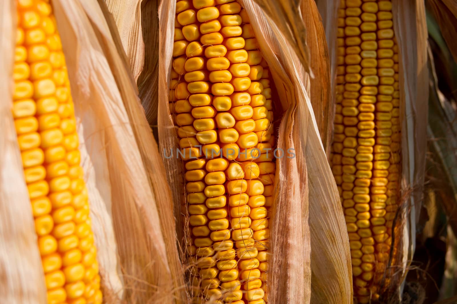 Prior to harvest corn on the cob.