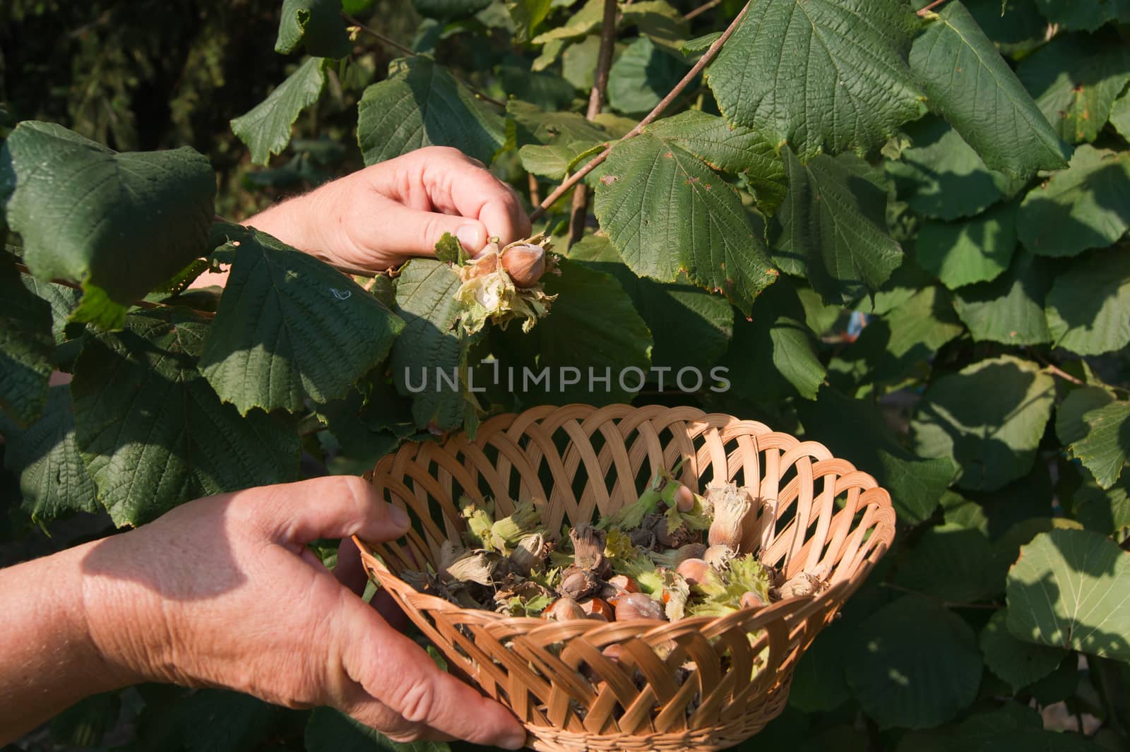 European hazel (Corylus avellana) yield of the bushes.