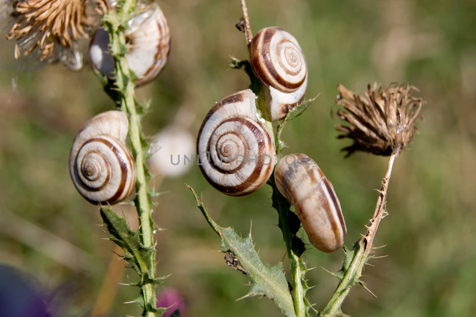 Grove snail (Cepaea nemoralis) in large numbers in late summer appear.