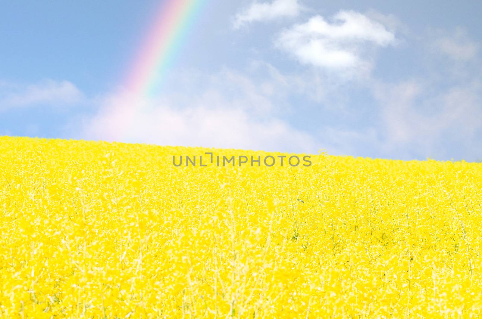 Yellow flowering Rapsfeld blue sky. Landscape in the background a rainbow.