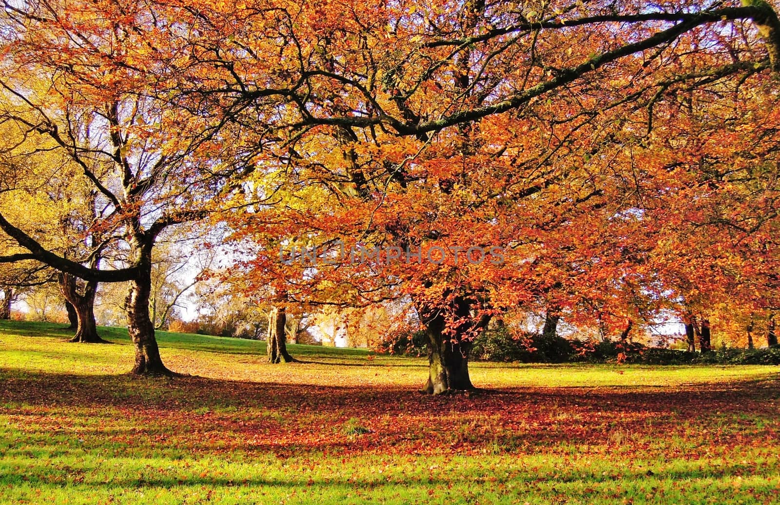 Autumn Landscape. by paulst