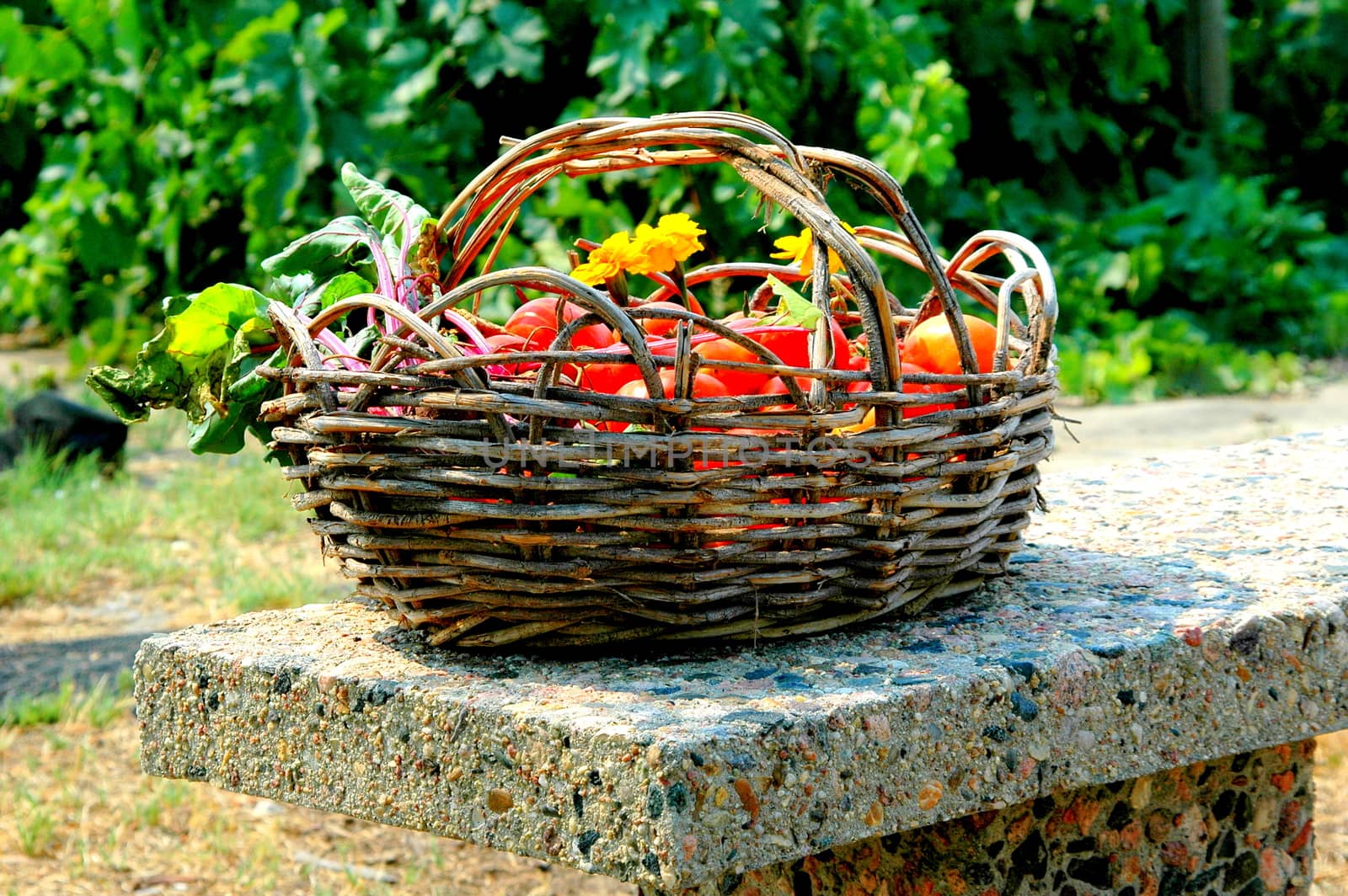 Organic tomatoes. by oscarcwilliams