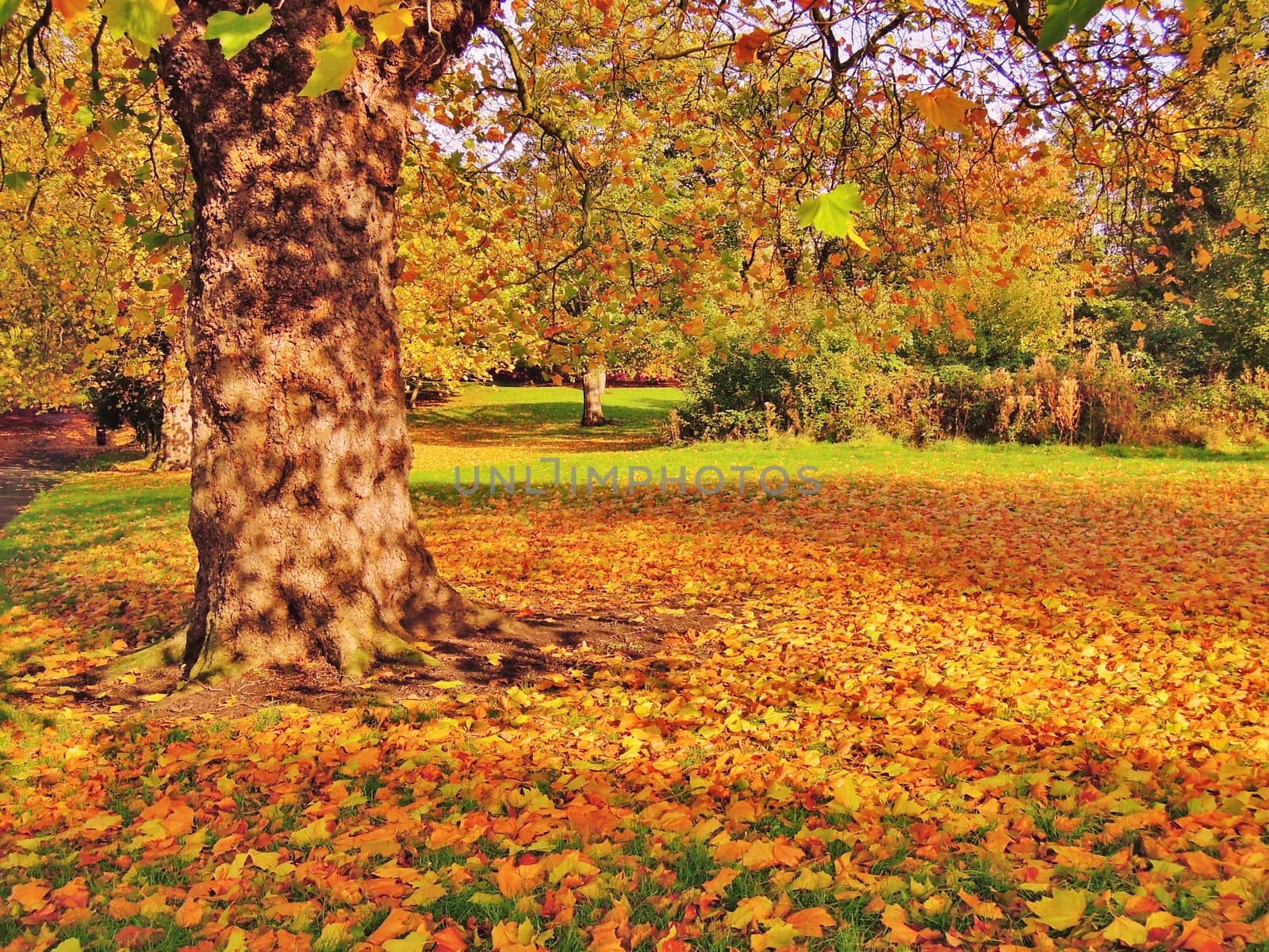 A colourful Autumn scene.