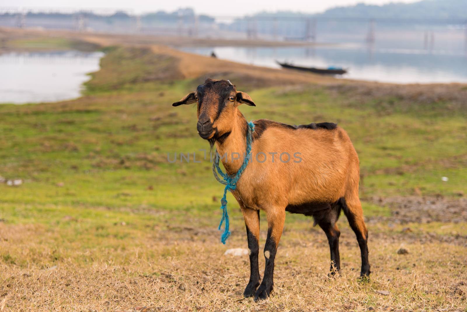 Portrait of an Indian domestic goat in a country side river bank.