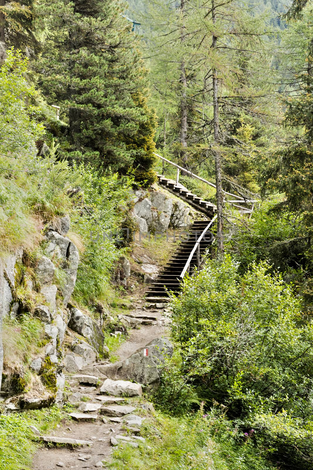 mountain path with stair in the forest, Dolomites - Trentino, Italy