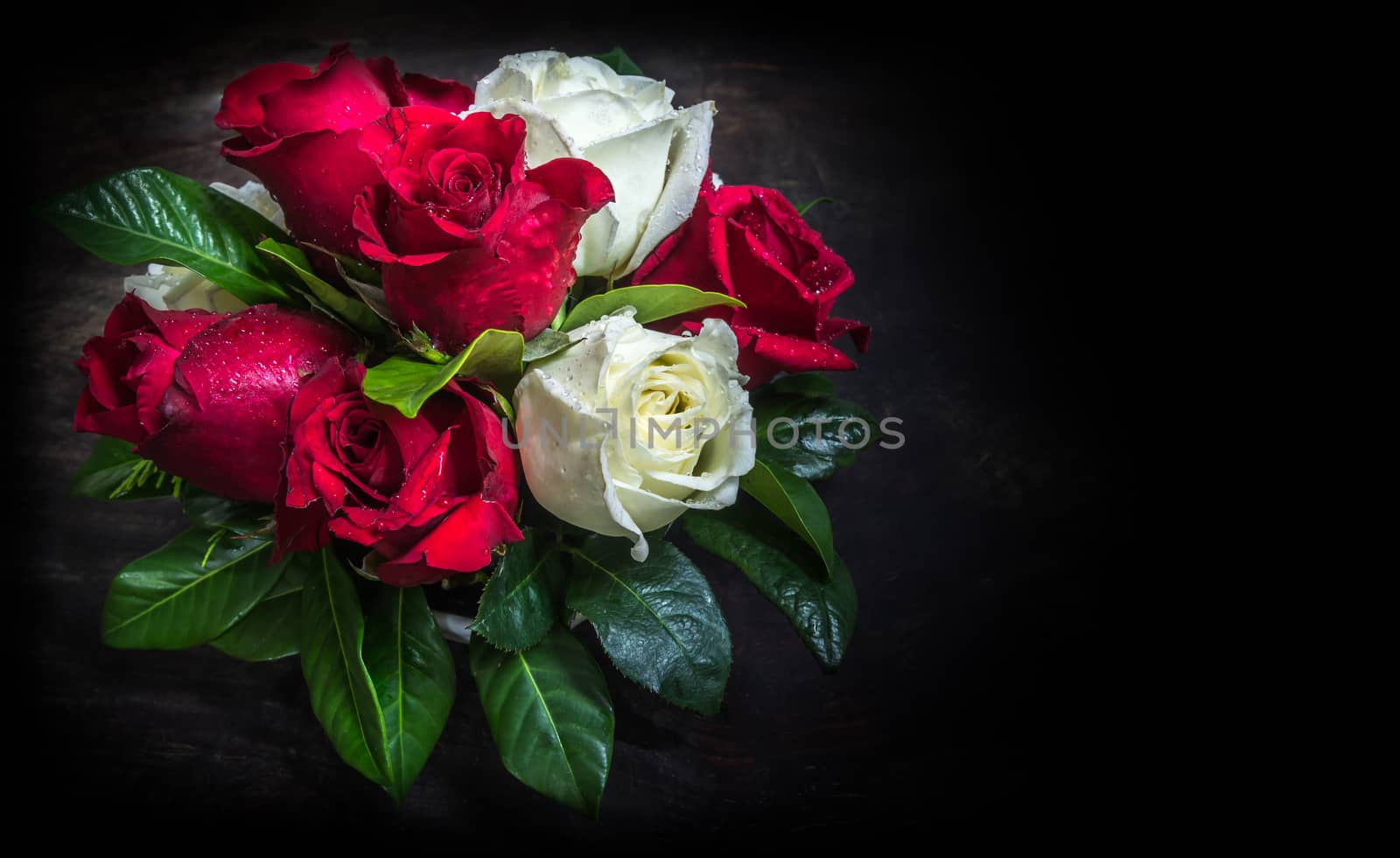 red and white rose with various leaves by matter77