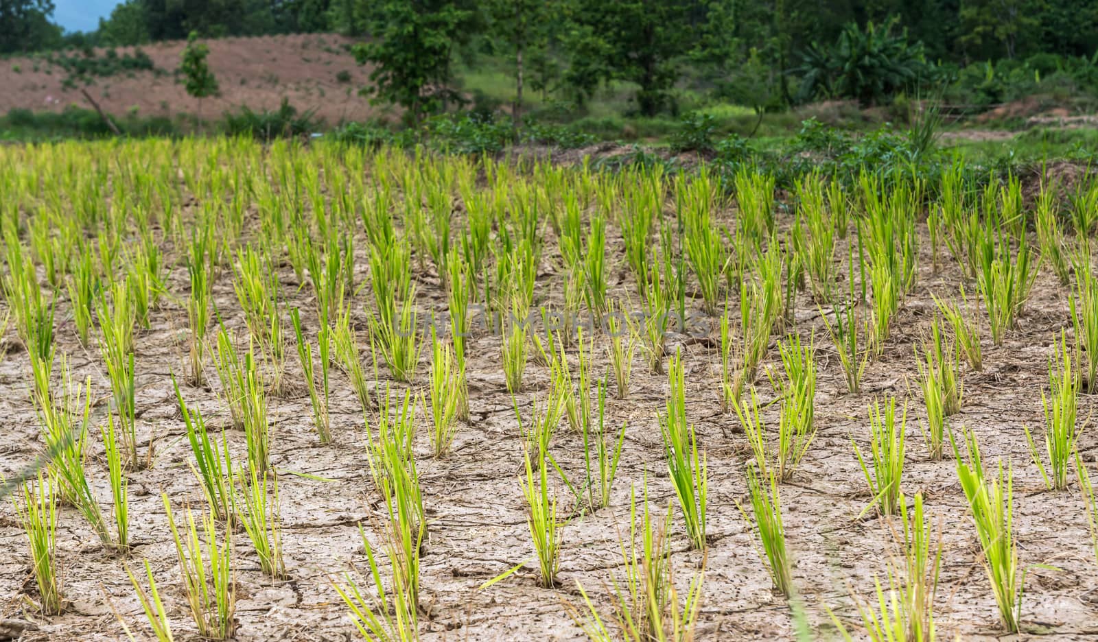 dried farmland and rice trees waiting for rainy season