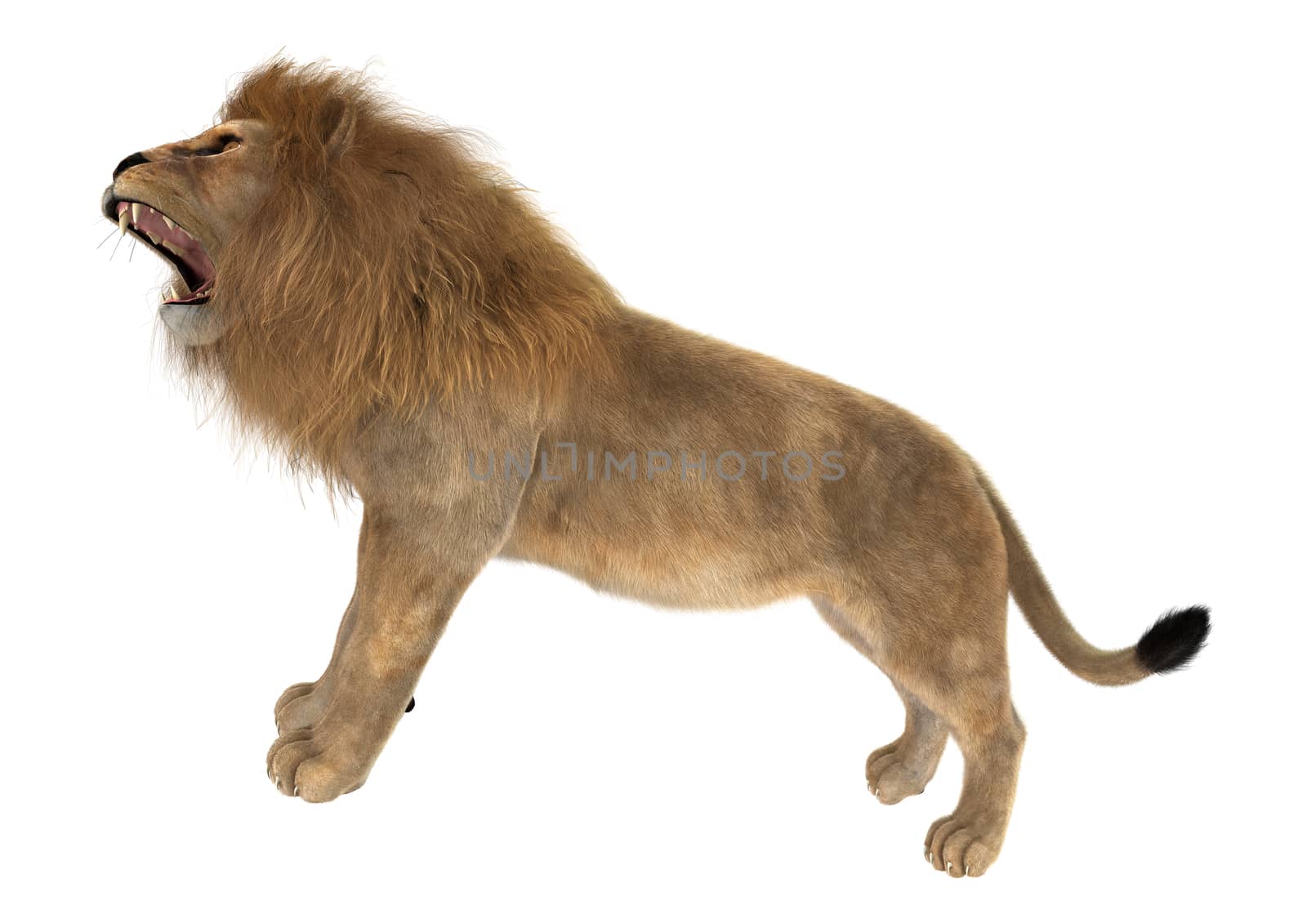 Male Lion by Vac