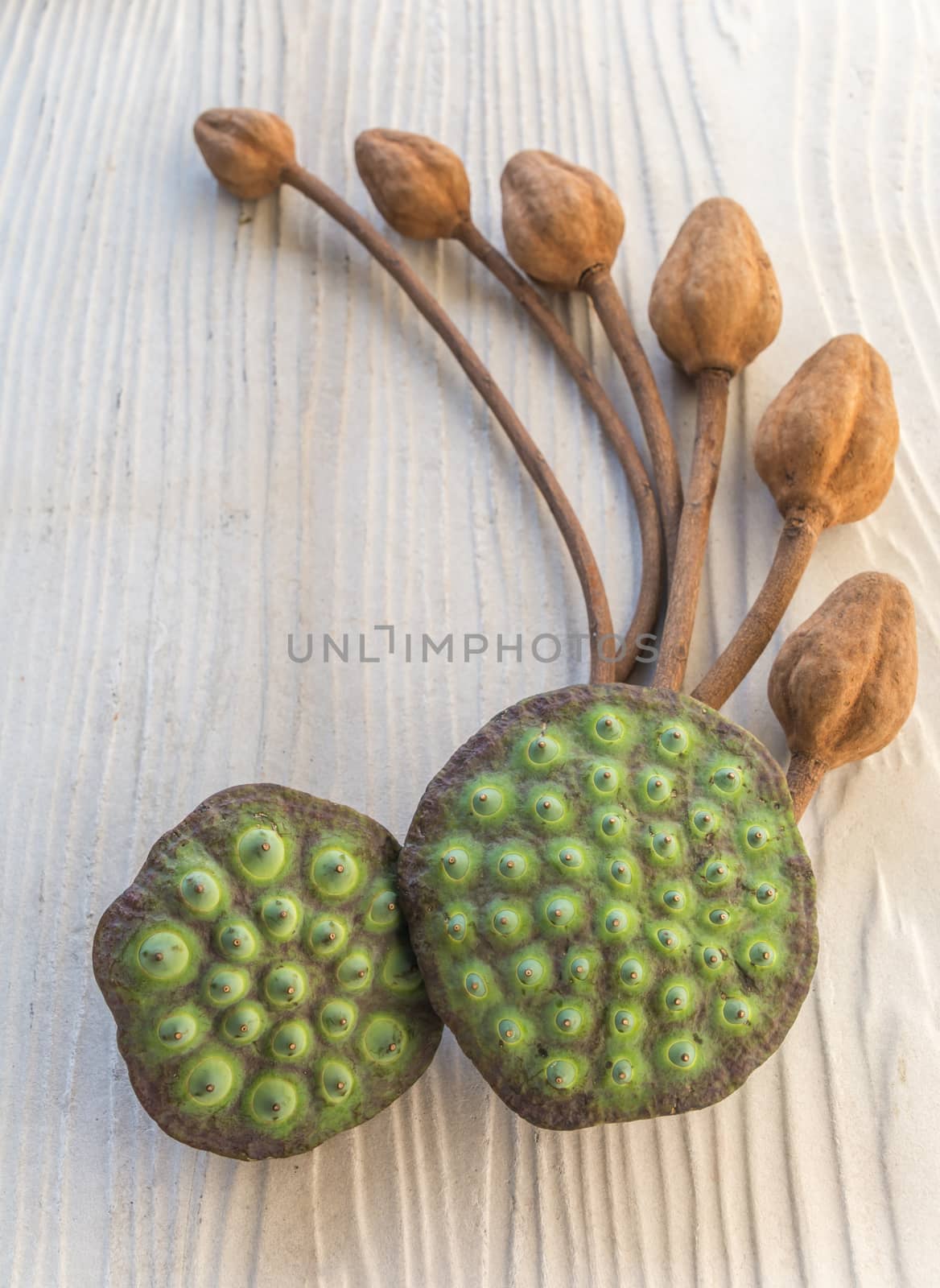 lotus seeds calyx with dried brawn blossom