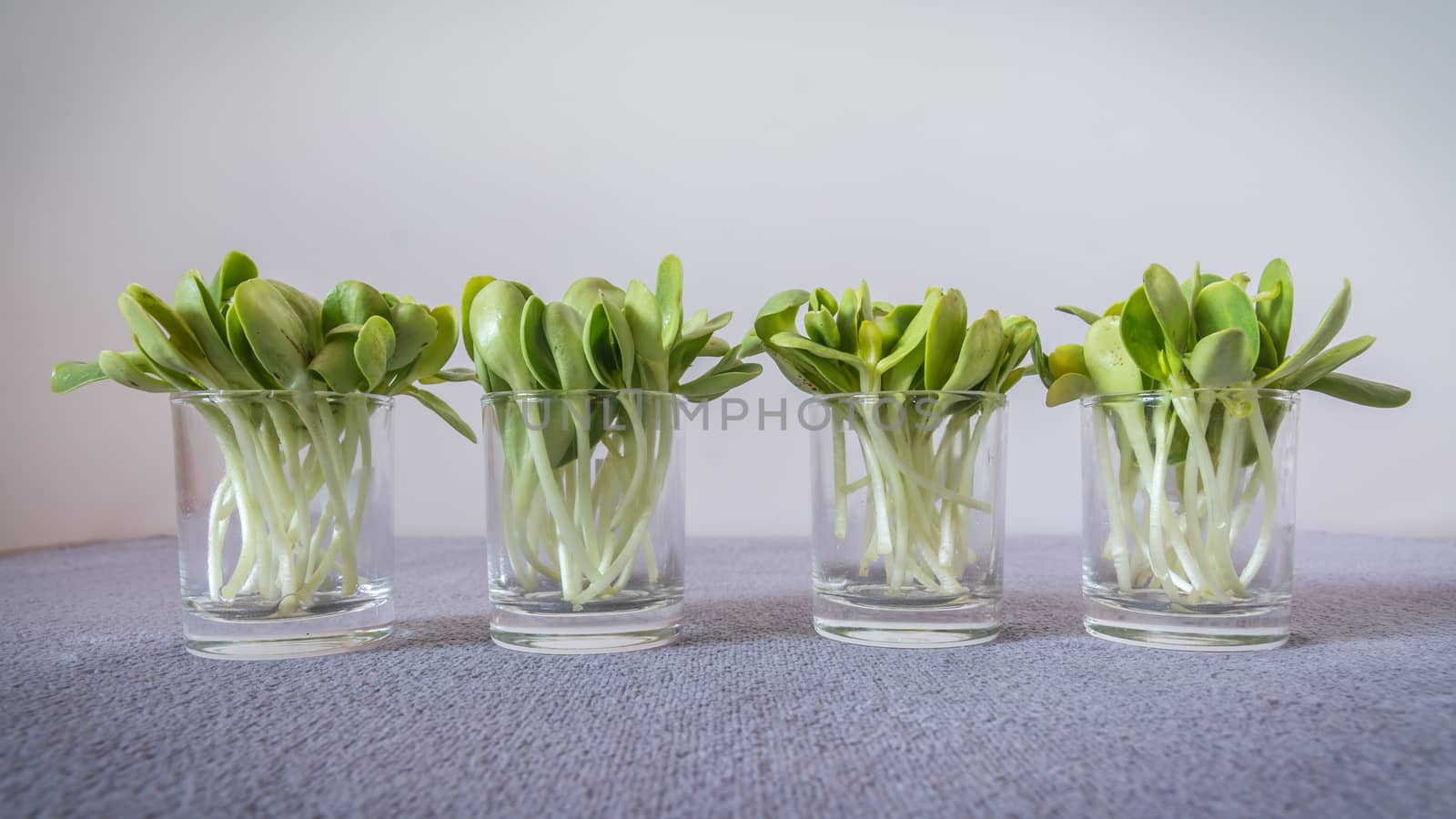 Arranged sunflower sprouts in glassware, soft grey background







Sunflower sprouts