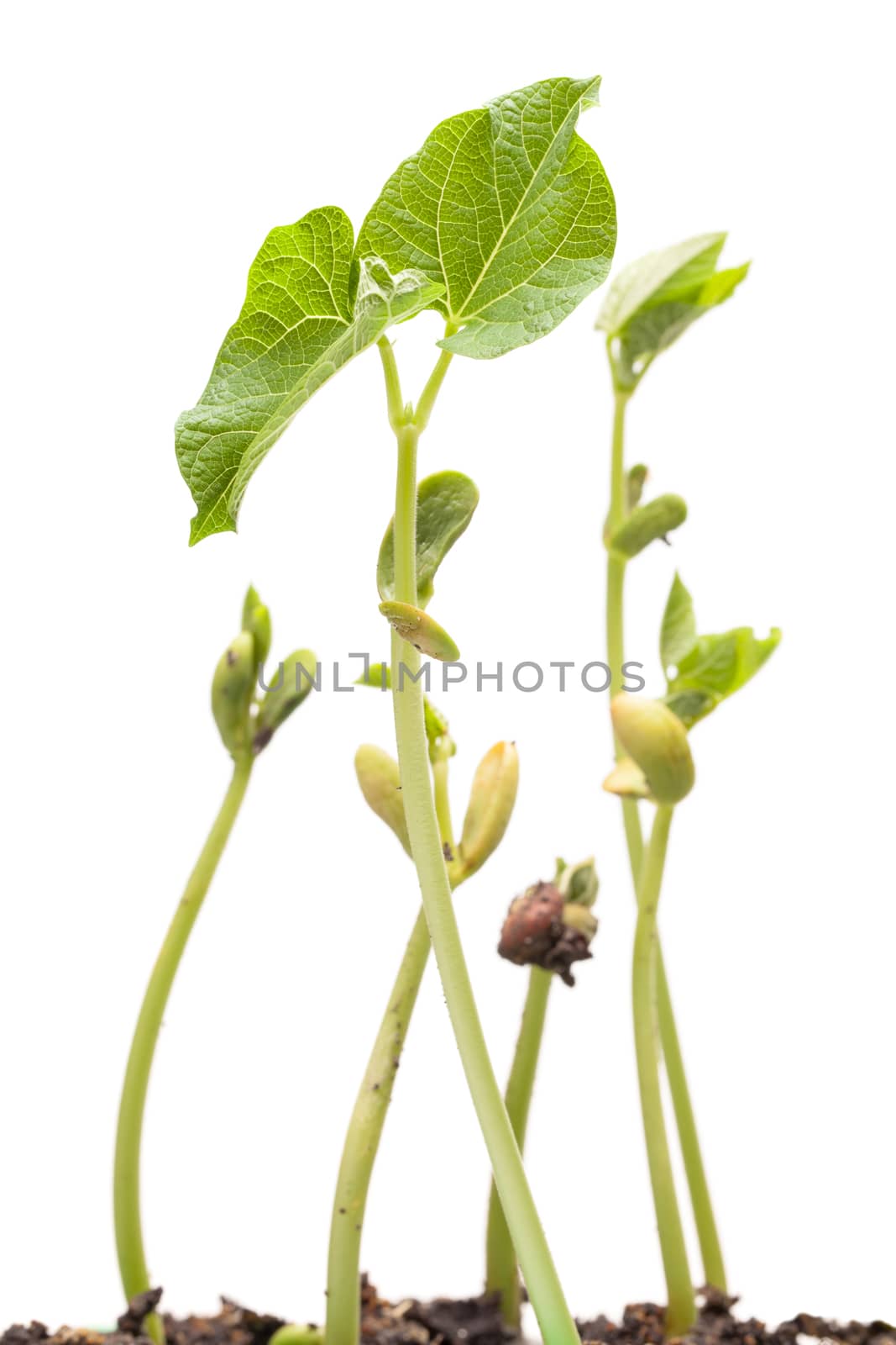 Growing beans plants over white backround