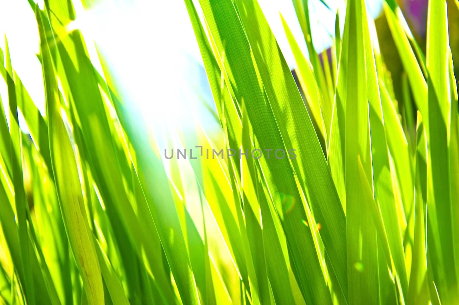 Green grass bokeh background. Green fresh grass bathed in sunlight. Nature in summer. Bokeh picture.