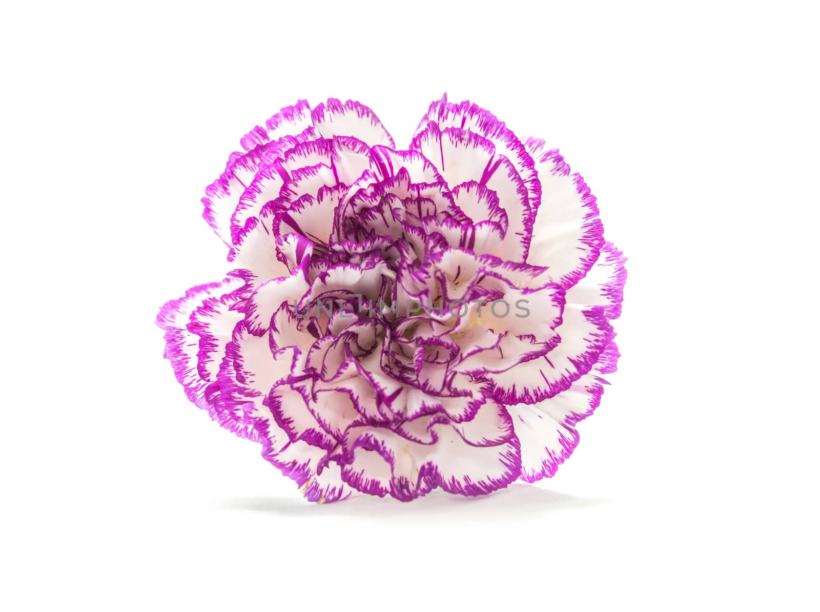 purple shade carnation by matter77