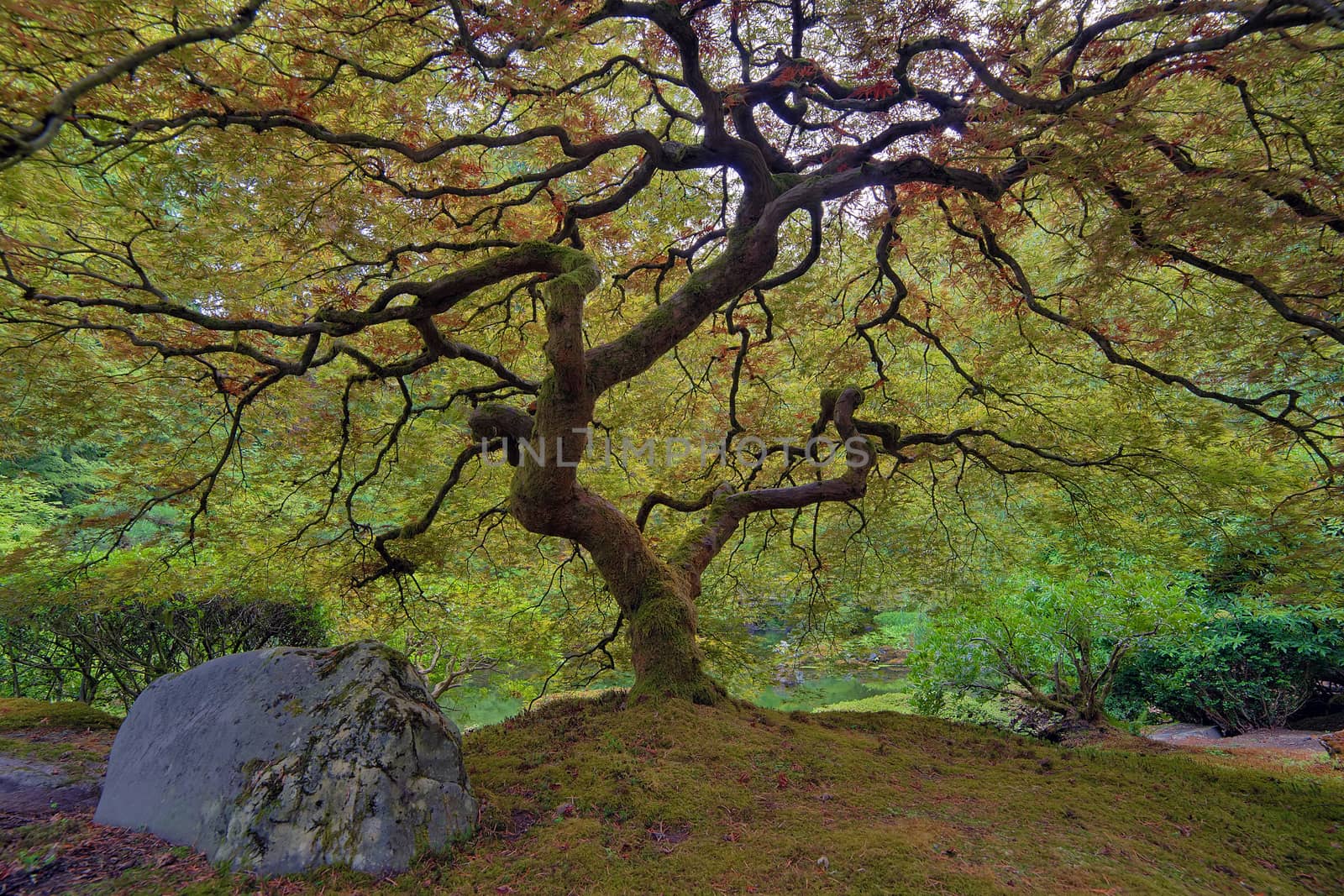 Old Japanese Lace Leaf Maple Tree at Japanese Garden