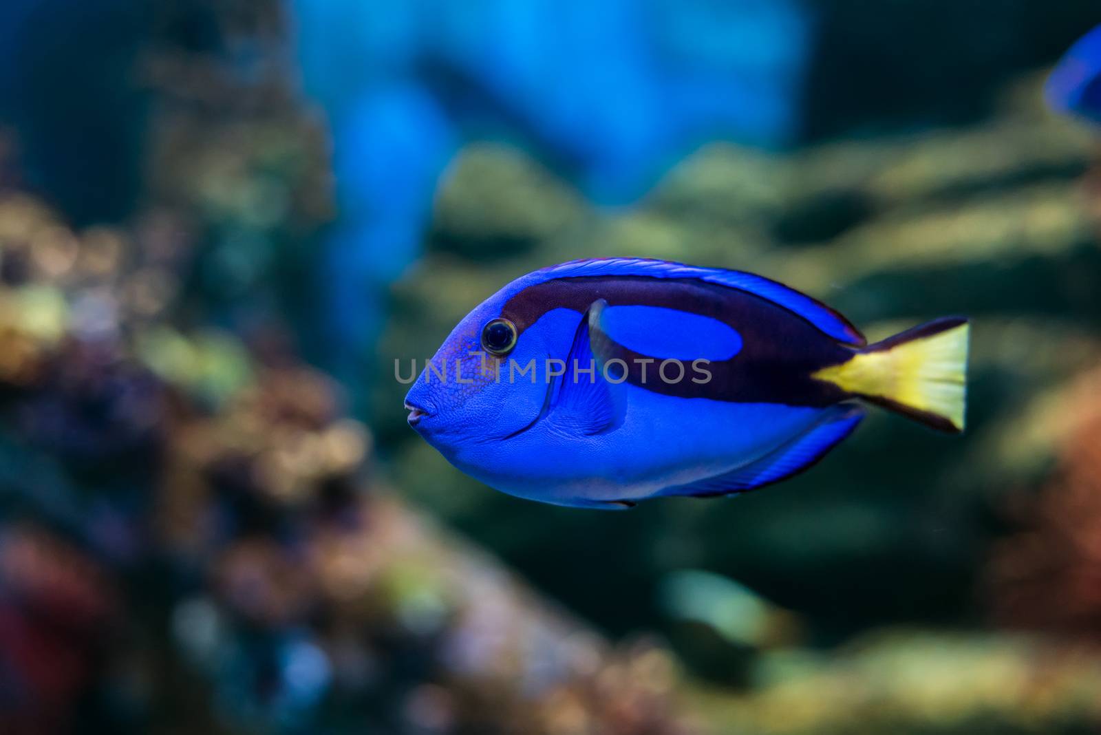Royal blue regal tang fish swimming through colorful coral reef