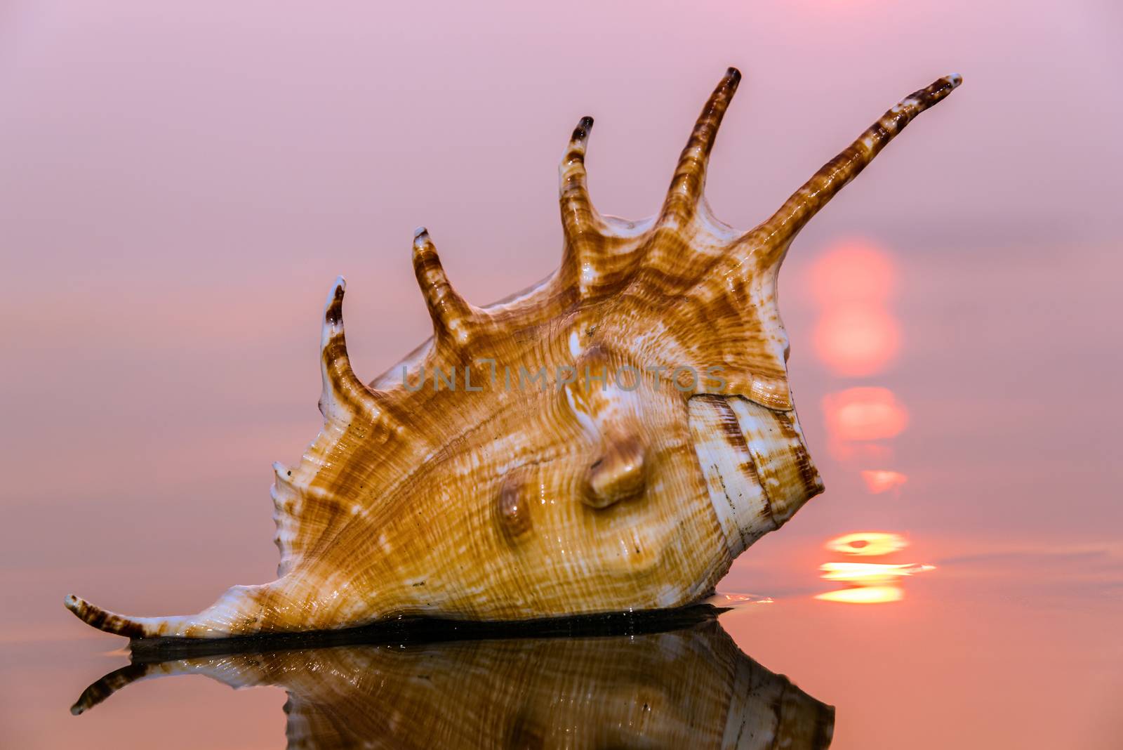 Portrait of a conch shell on a beautiful beach at sunset