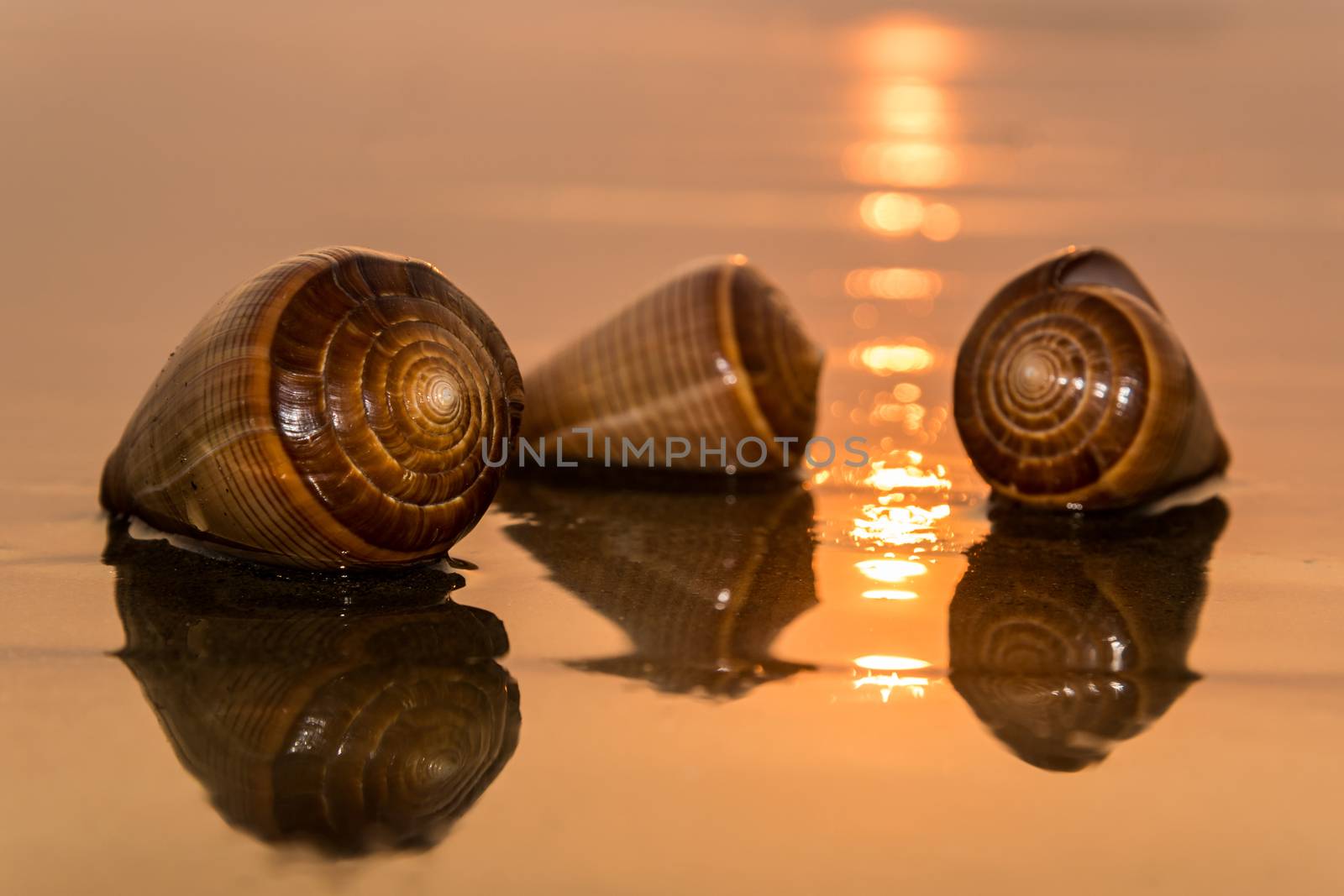 Spiral conch shells on a beach during sunset