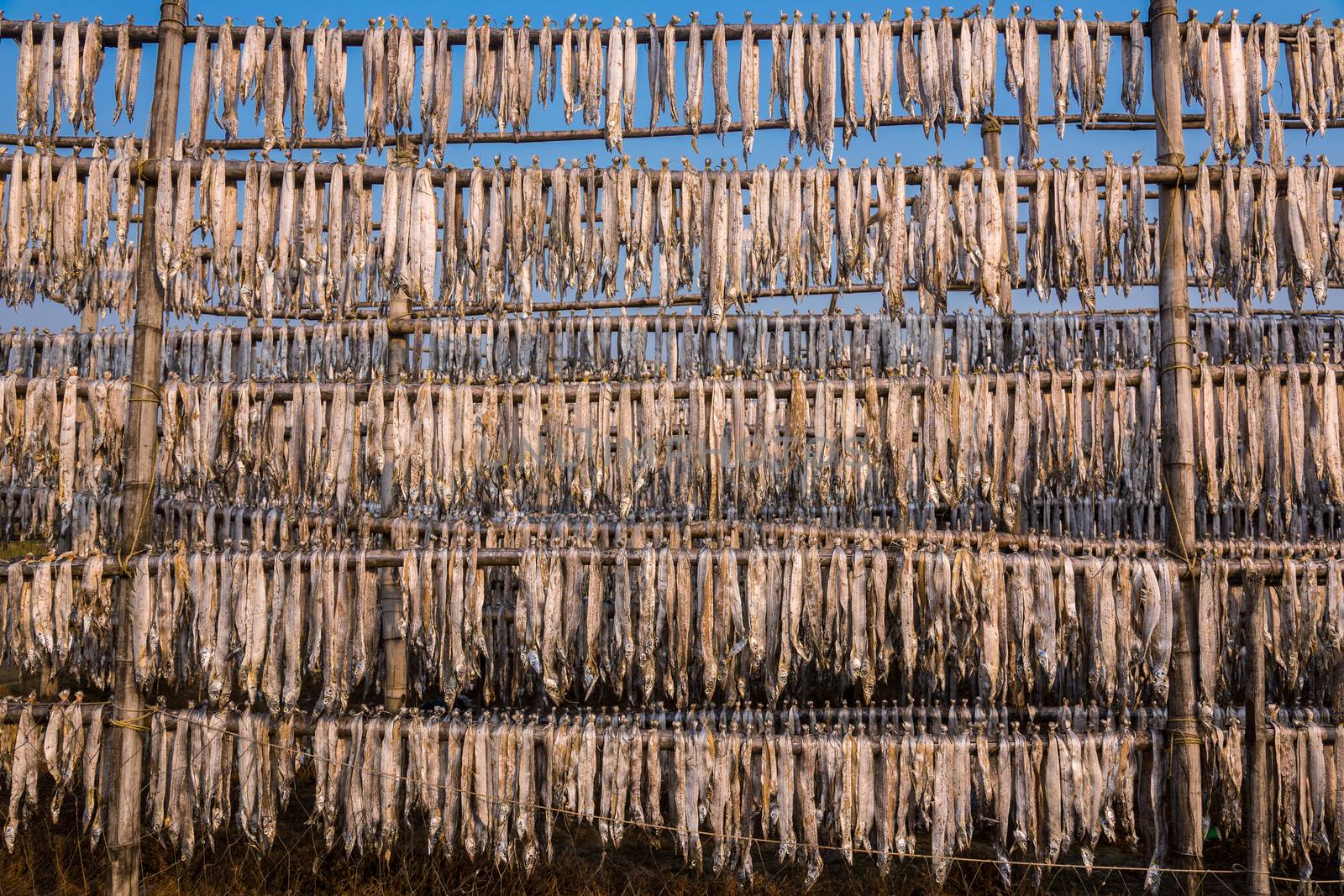 Hundreds of fish suspended from bamboo poles being dried at a fishing industry in Digha, West Bengal, India