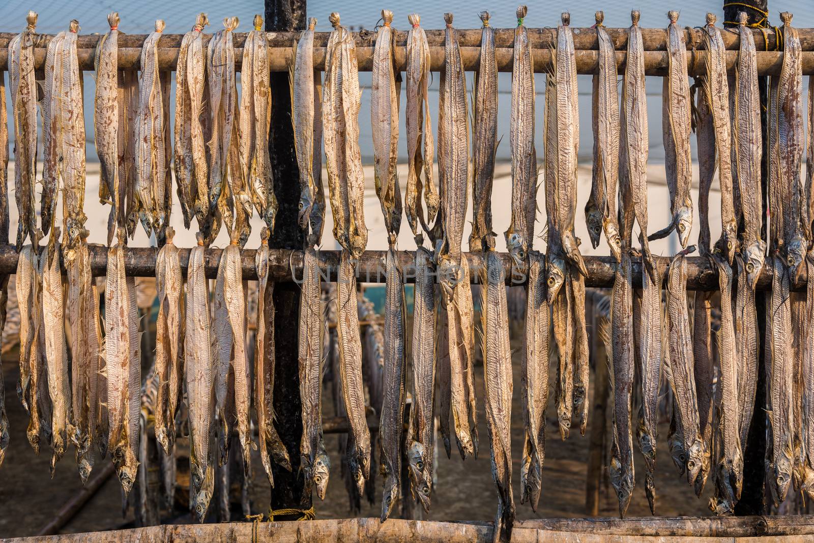 Sea fish suspended from bamboo poles being dried at a fishing industry in Digha, West Bengal, India