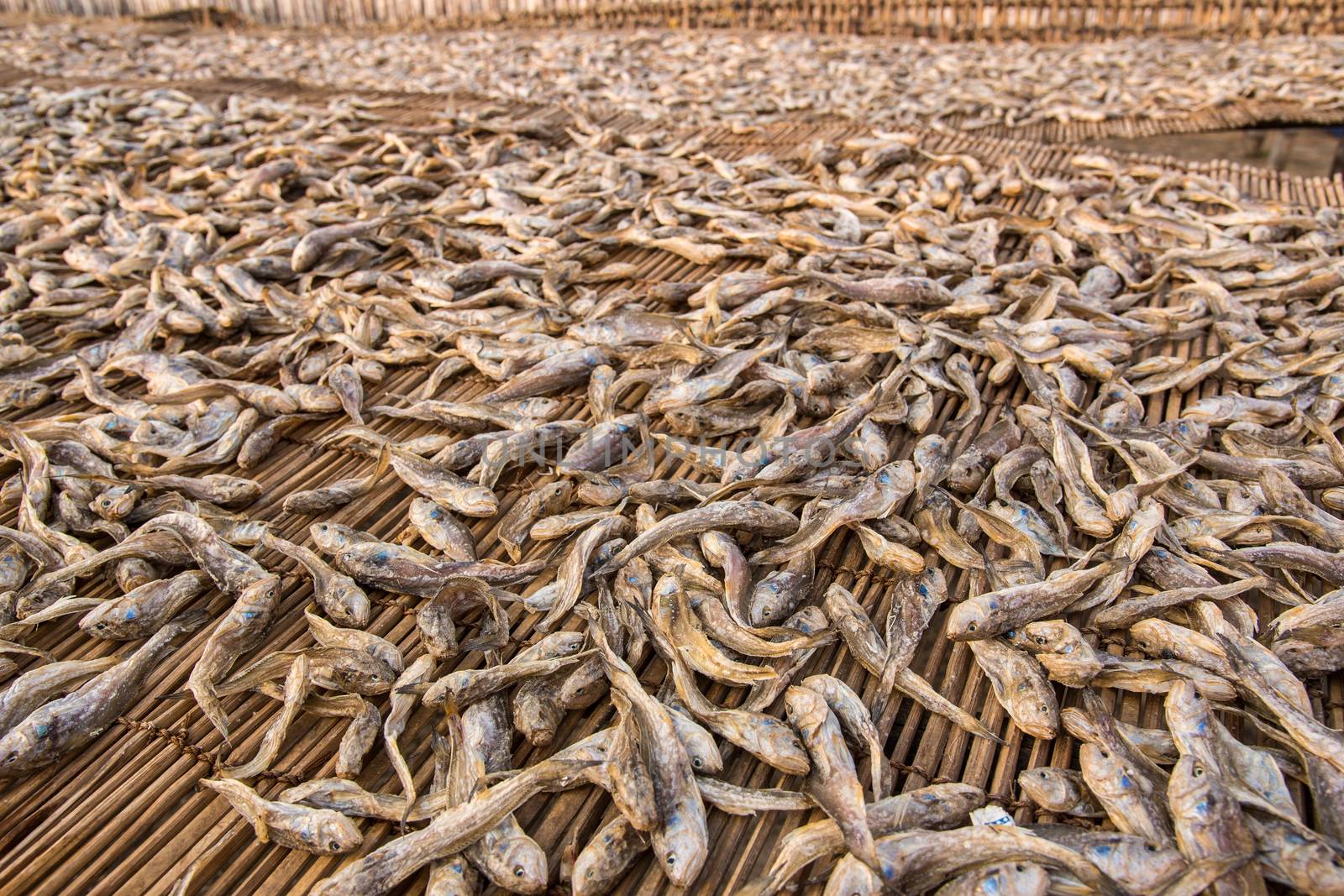 Small sea fish being dried over cane mats at a dry fish industry in Digha, West Bengal, India