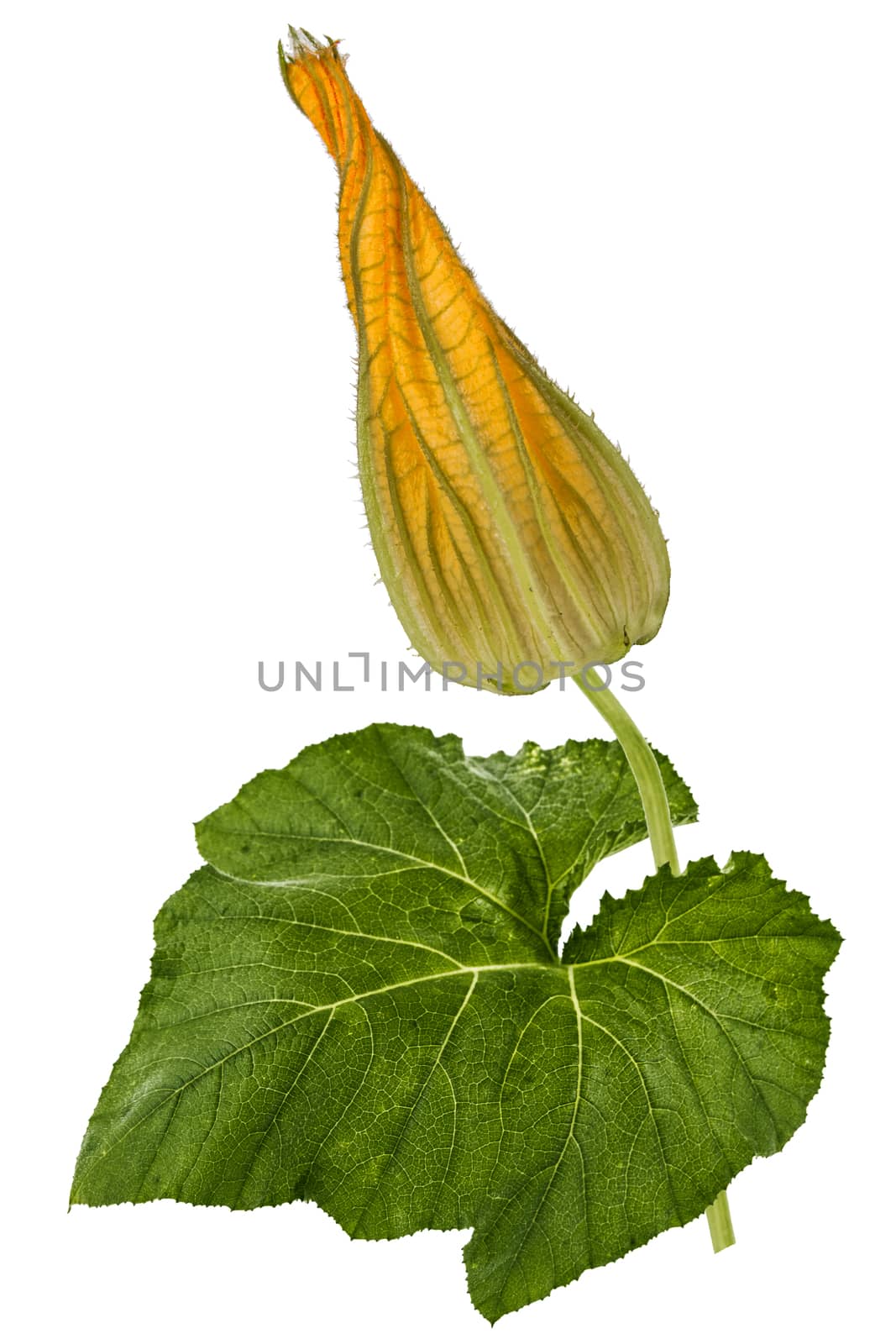 Beautiful yellow bud of pumpkin, isolated on white background