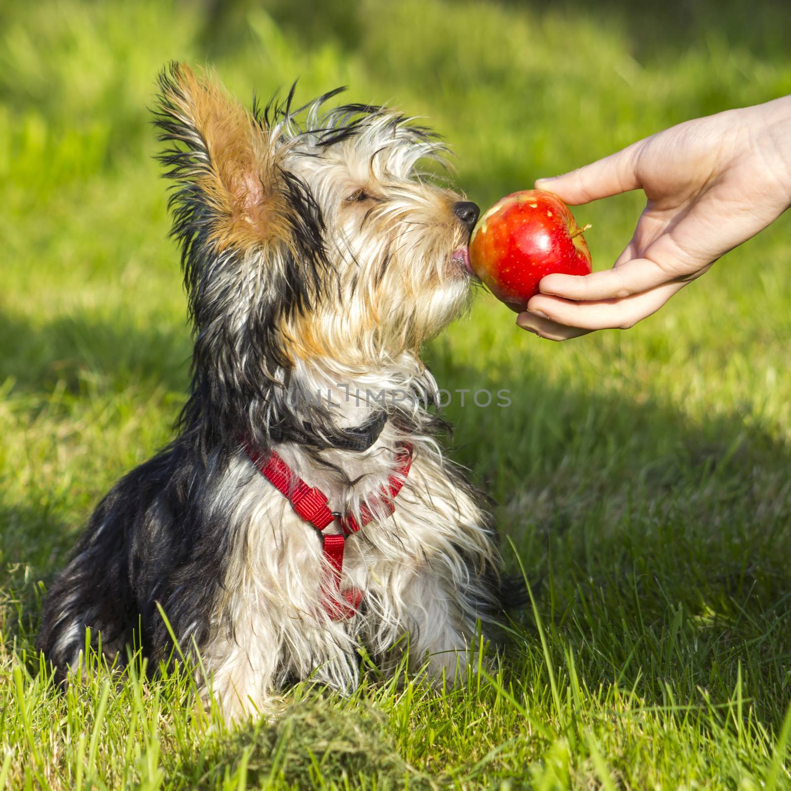 yorkshire terrier is eating apple by miradrozdowski