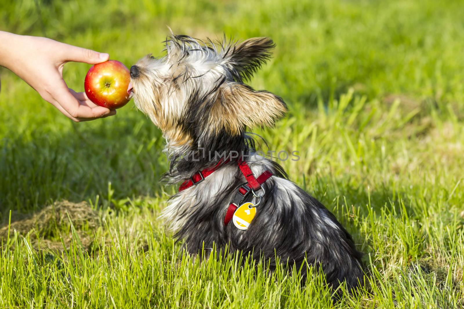 yorkshire terrier is eating apple