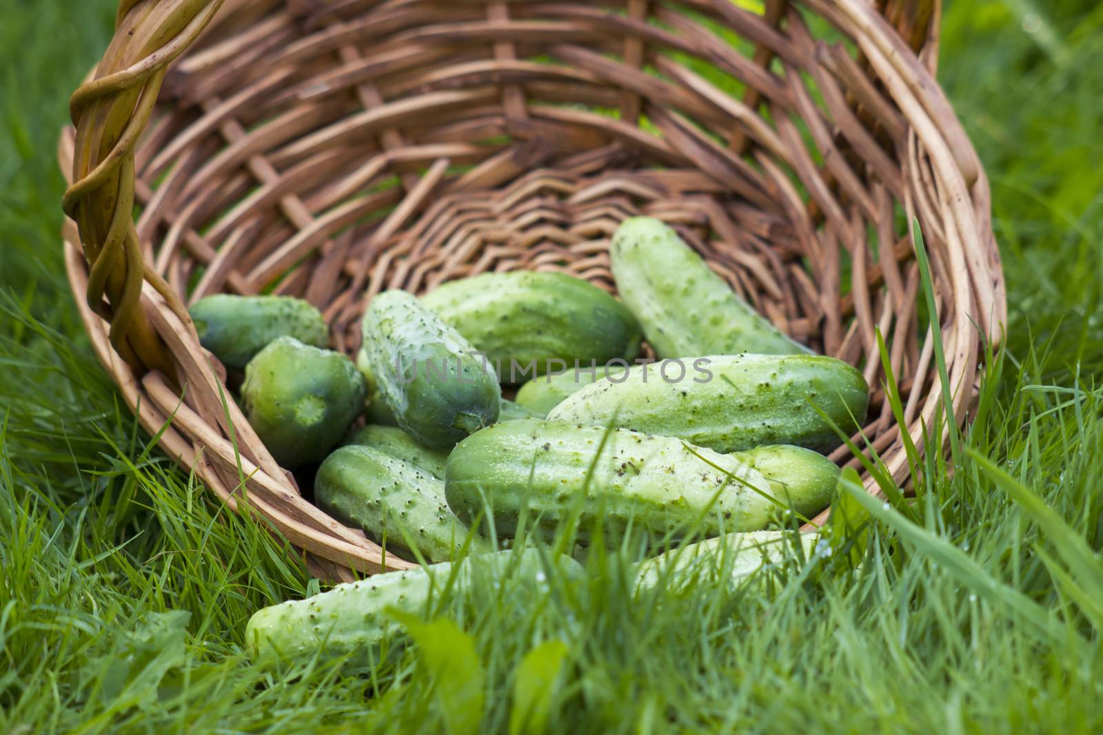 cucumbers in a basket by miradrozdowski