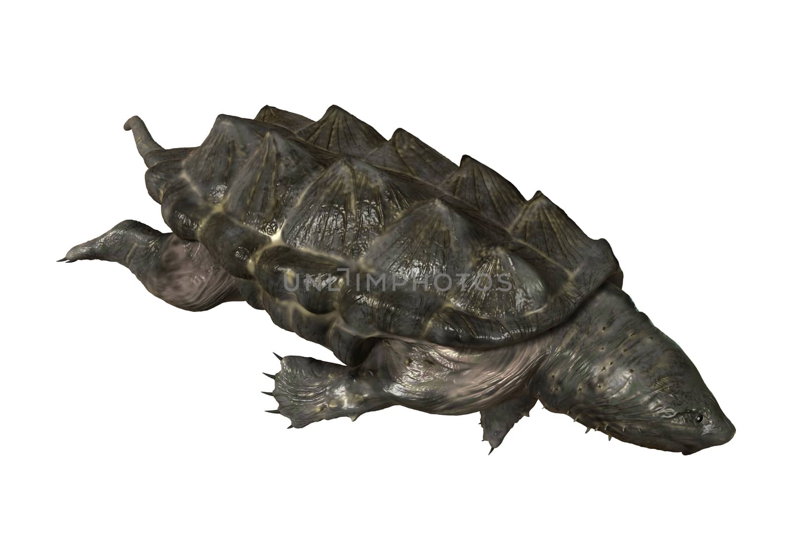 Alligator Snapping Turtle by Vac