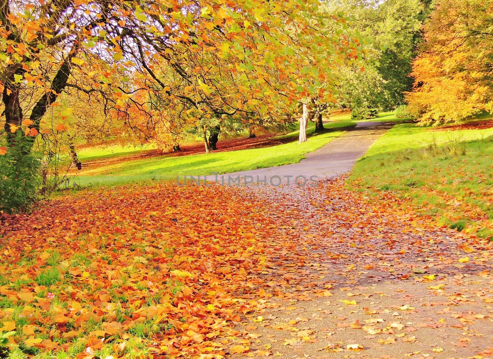 A colourful Autumn landscape.