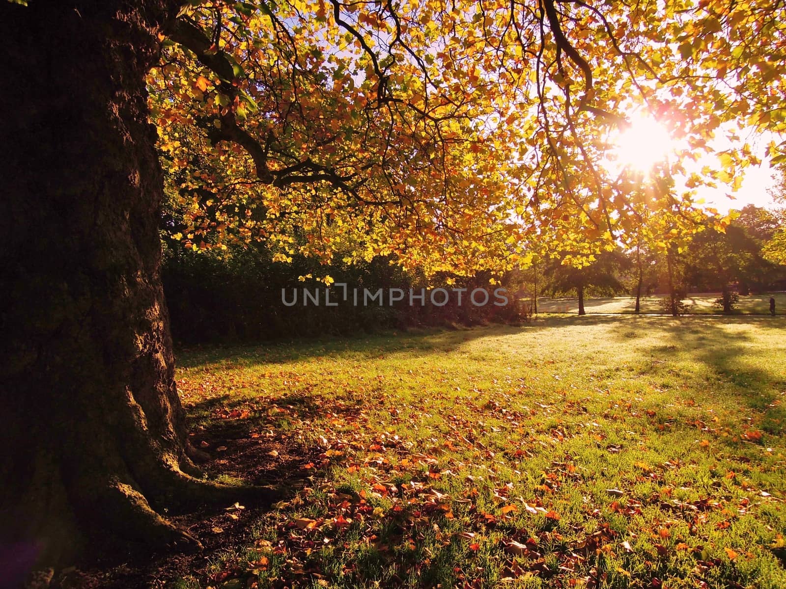 Autumn Colour. by paulst