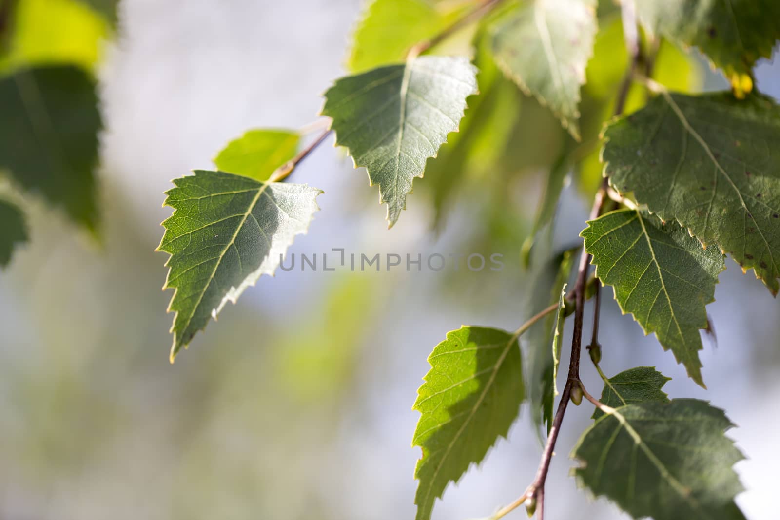 Birch Tree Leaves