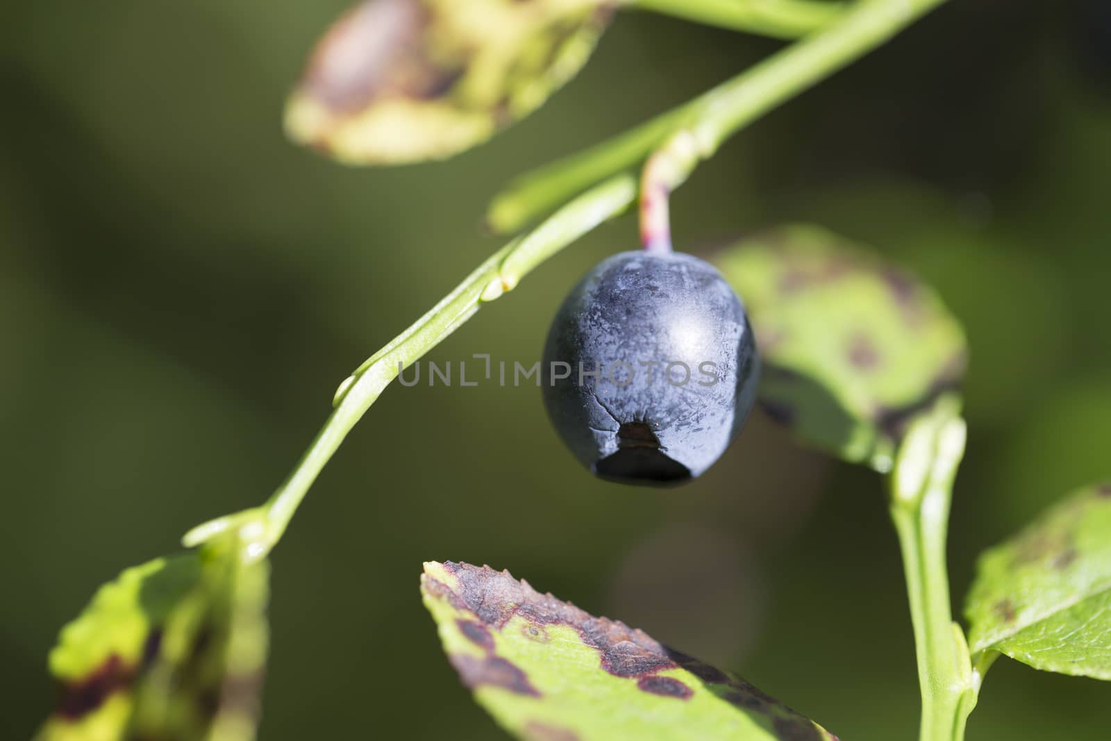 Blueberry Really Close Up. Macro image.