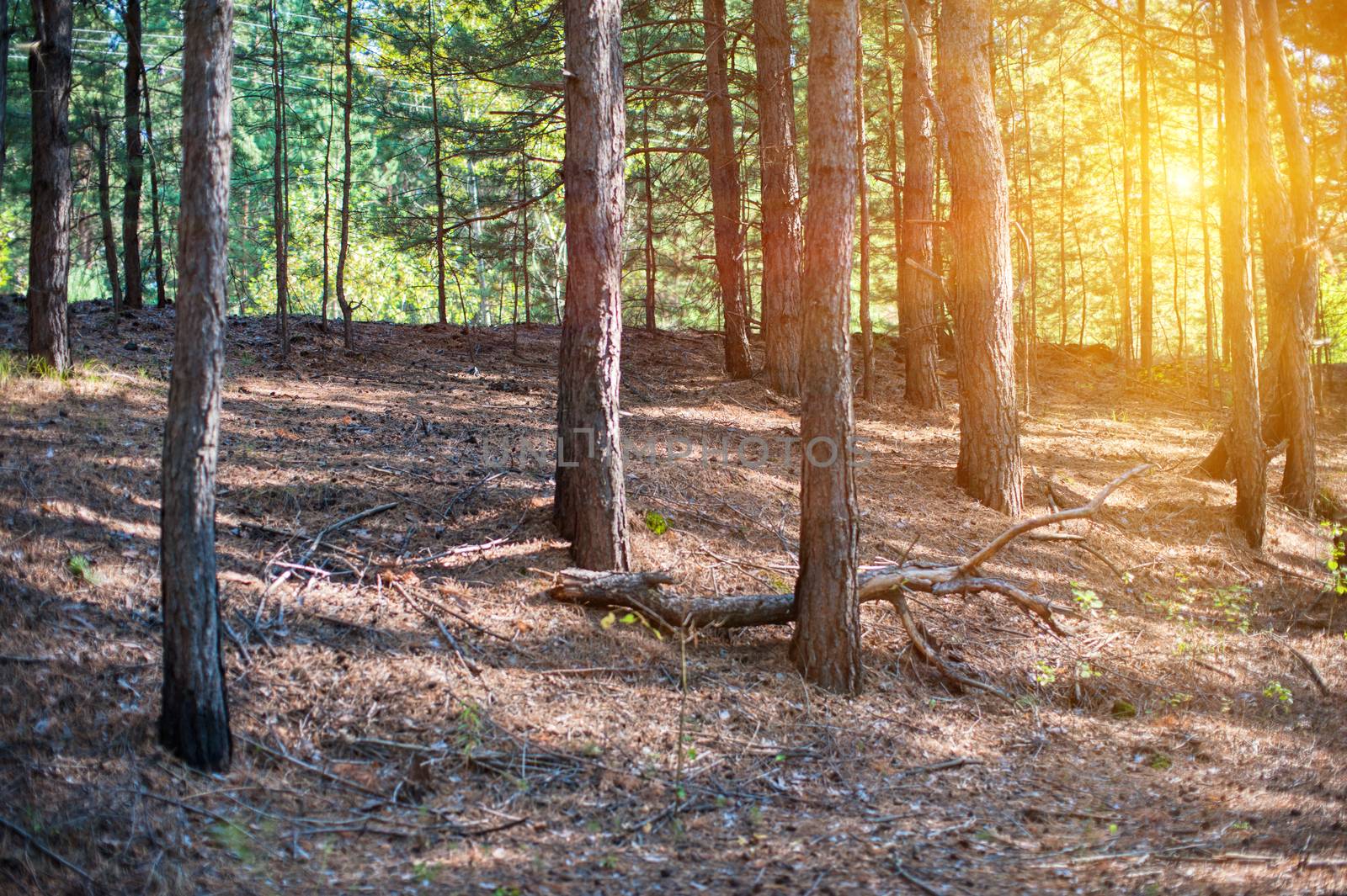 Beautiful scene in the forest with sun rays and shadows