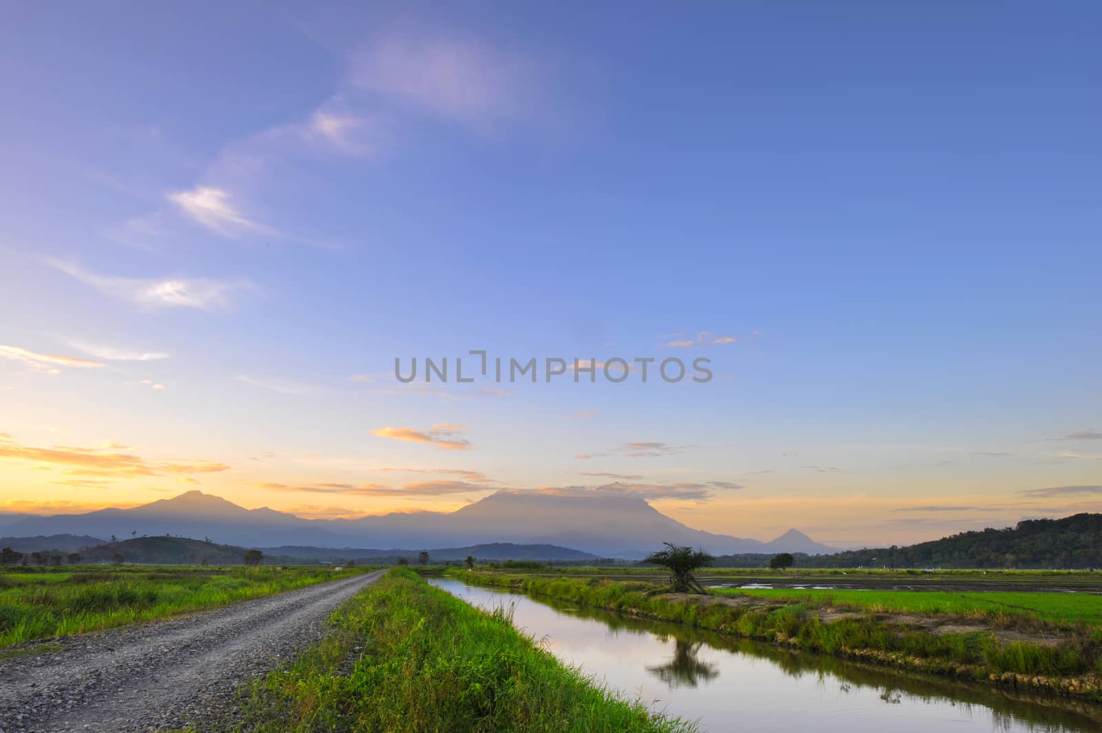 Golden field of young paddy against the mountaineous range of Mo by shahreen