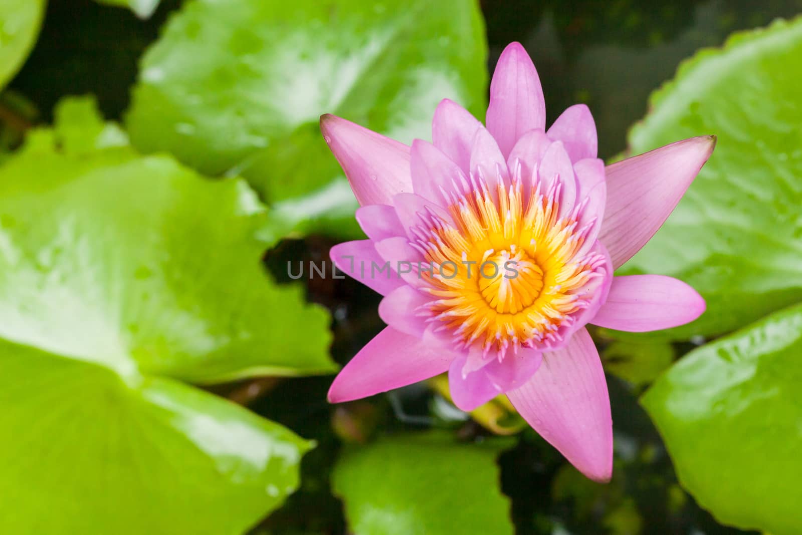 beautiful pink lotus flower with copy space closeup .