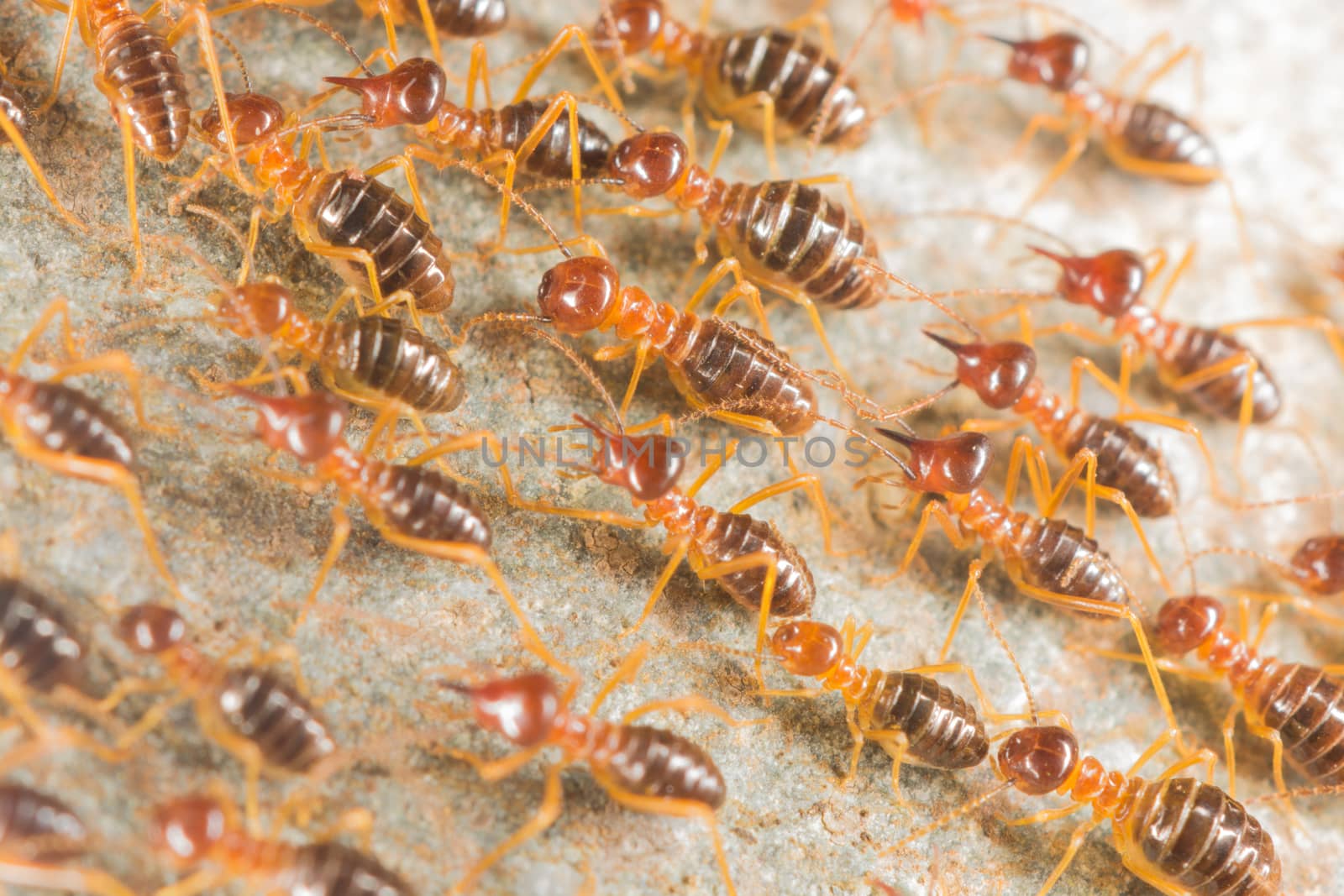 Termite migration.