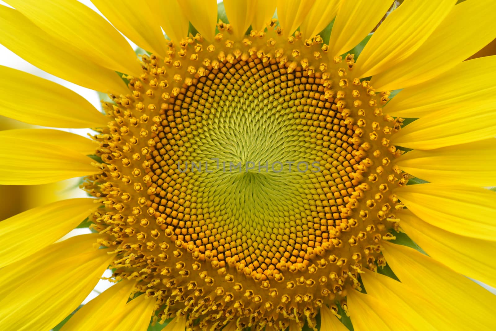 Sunflower at close up.