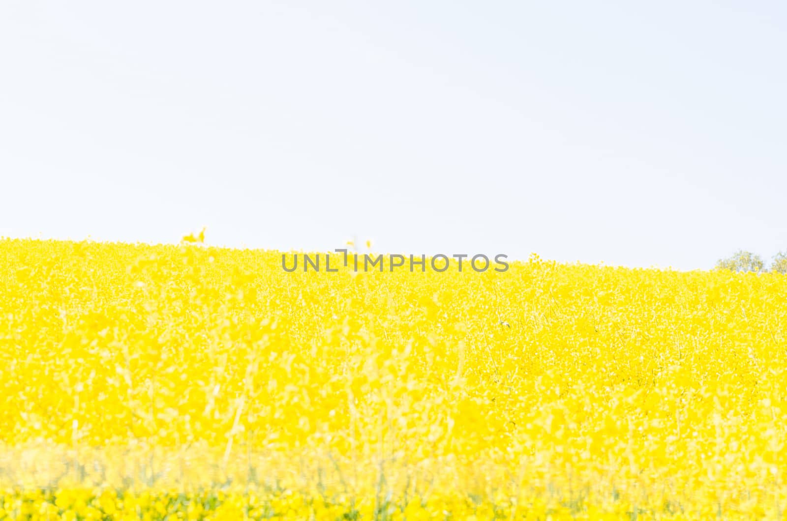 Yellow flowering Rapsfeld by JFsPic