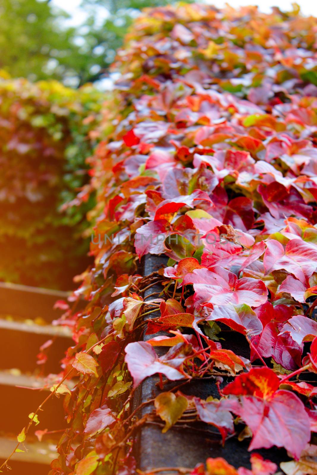 autumn leaves on the stairs