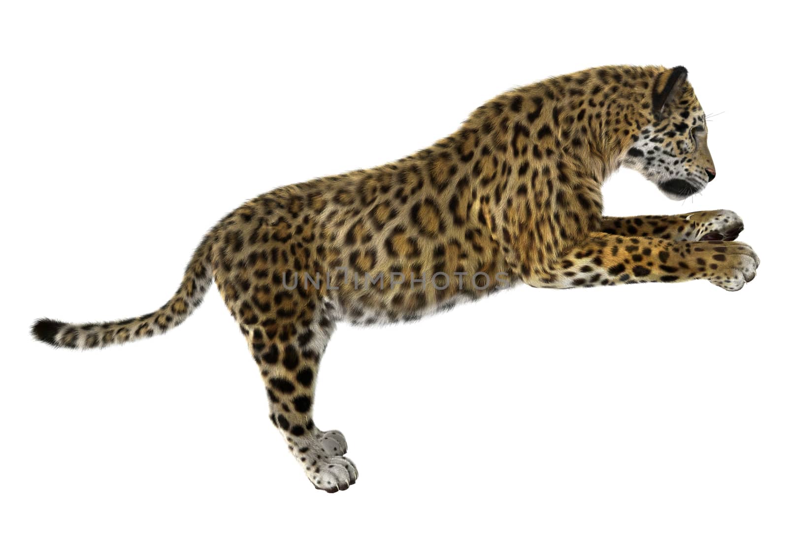 3D digital render of a big cat jaguar iisolated on white background